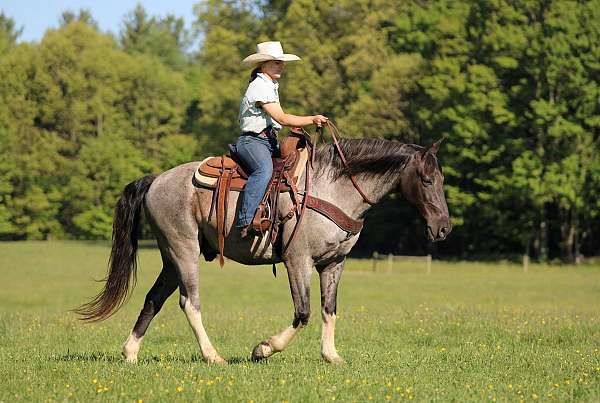 all-around-gelding