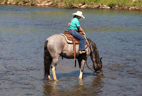 athletic-gelding