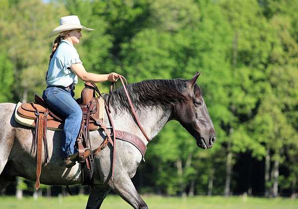 flashy-gelding