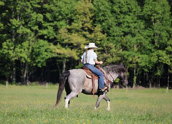 gaited-gelding
