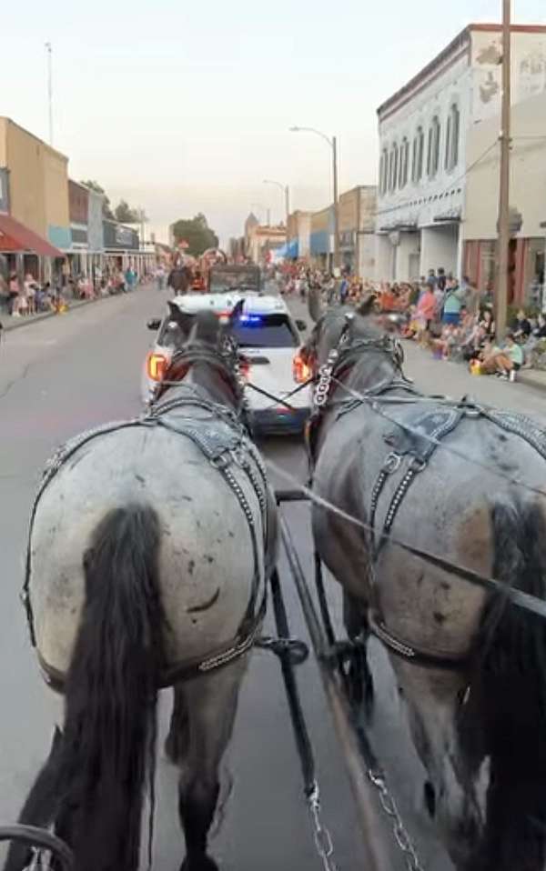 cross-percheron-horse