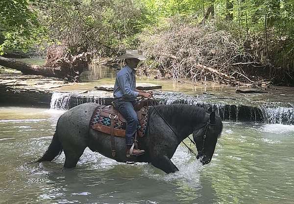 athletic-percheron-horse
