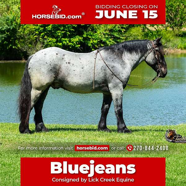 all-around-percheron-horse