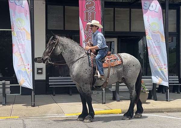 driving-percheron-horse