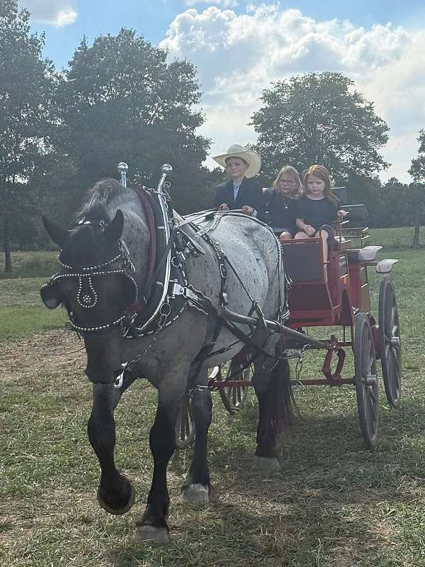 draft-percheron-horse
