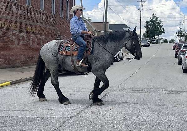 husband-safe-percheron-horse