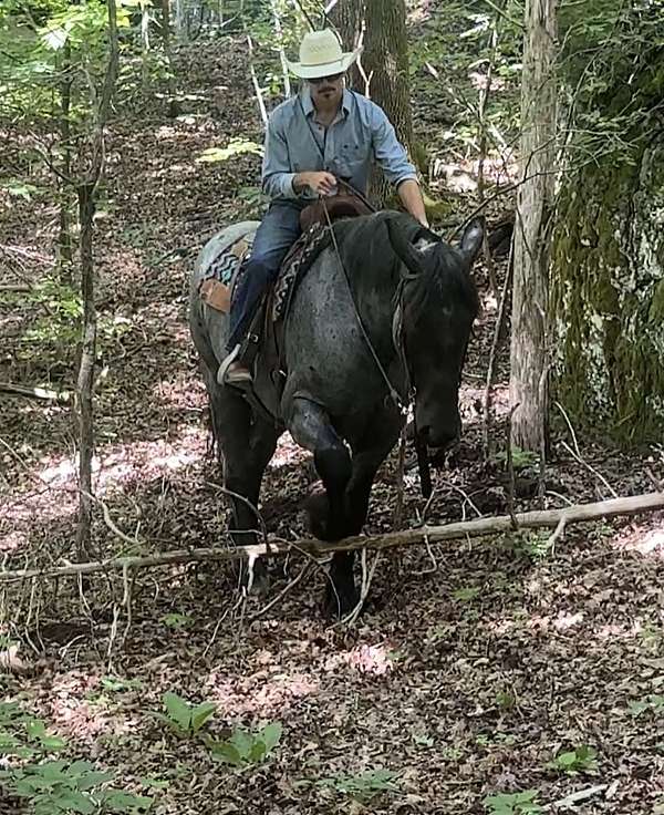 flashy-percheron-horse