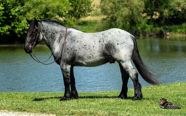parade-percheron-horse