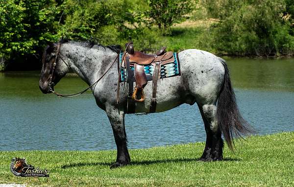 team-driving-percheron-horse