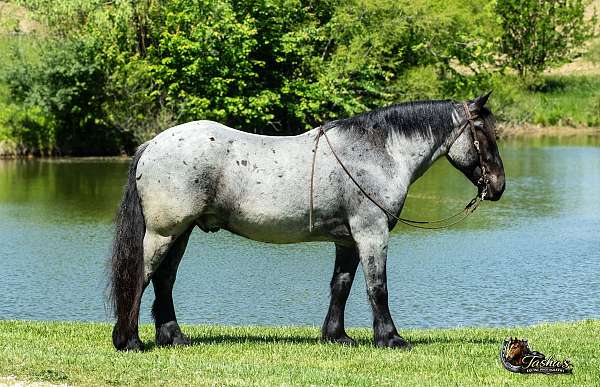 trail-percheron-horse