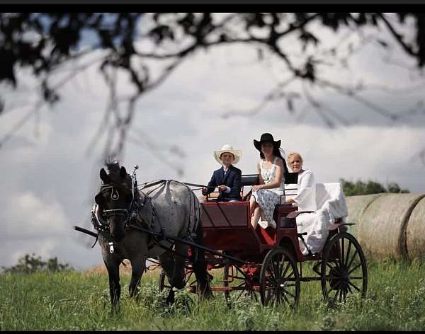 blue-roan-all-around-horse