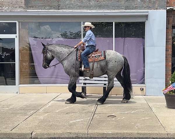 blue-roan-athletic-horse