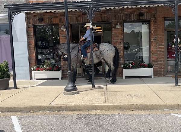 blue-roan-cross-horse