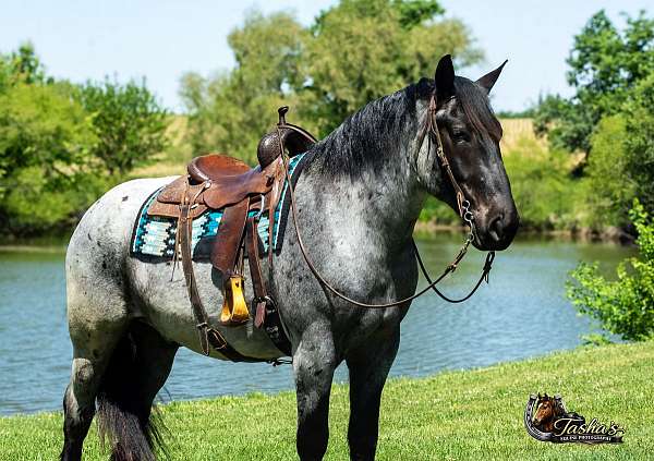 blue-roan-percheron-gelding