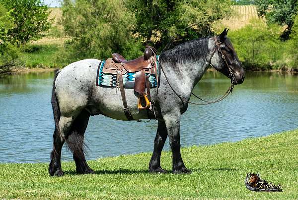 trail-riding-percheron-horse
