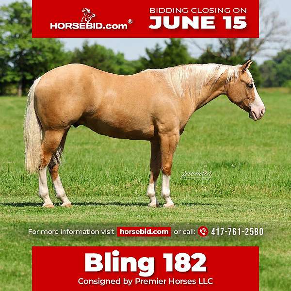 all-around-quarter-horse