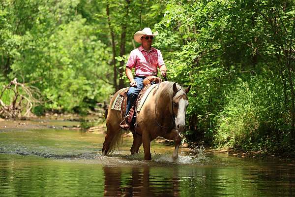 performance-quarter-horse