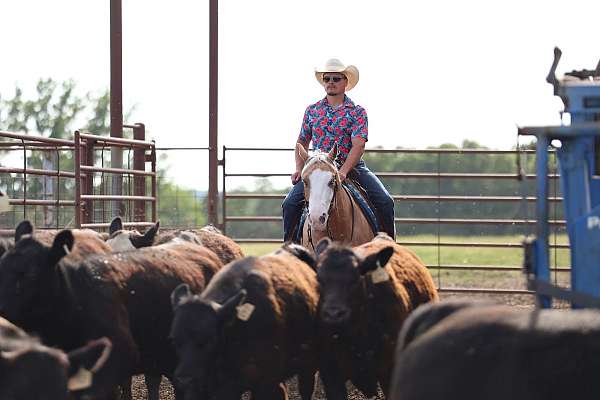 reining-quarter-horse