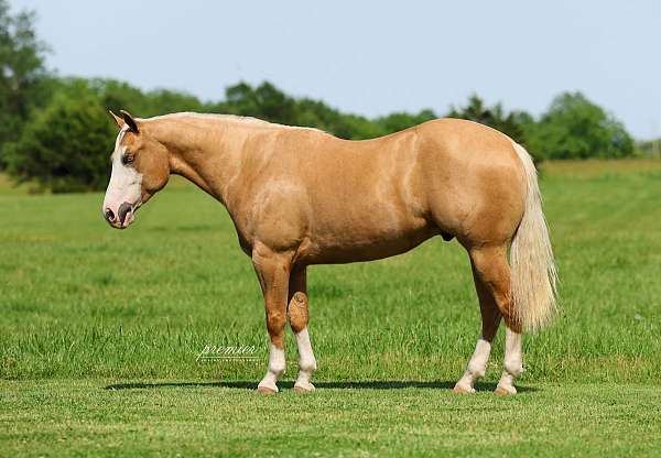 roping-quarter-horse