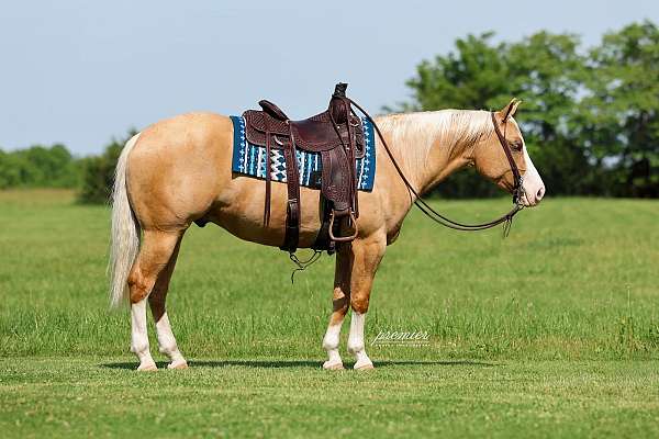 show-quarter-horse