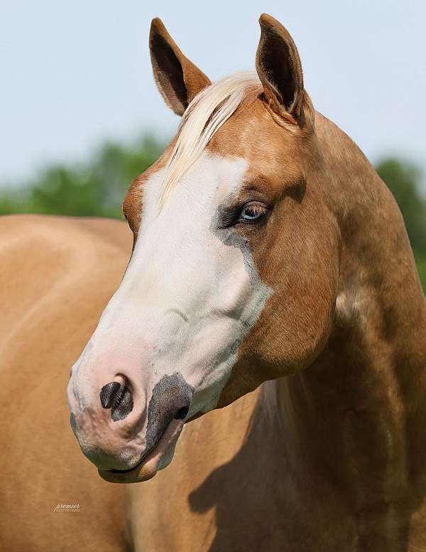 trail-quarter-horse