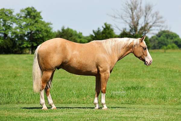 trail-riding-quarter-horse