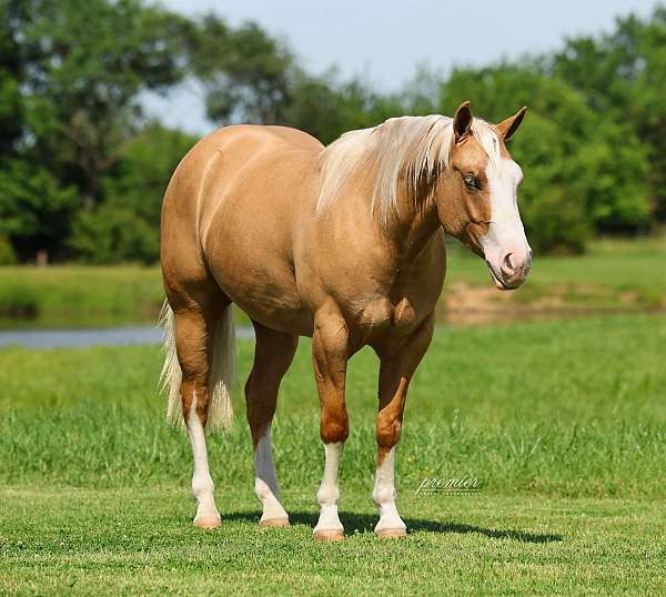 western-riding-quarter-horse