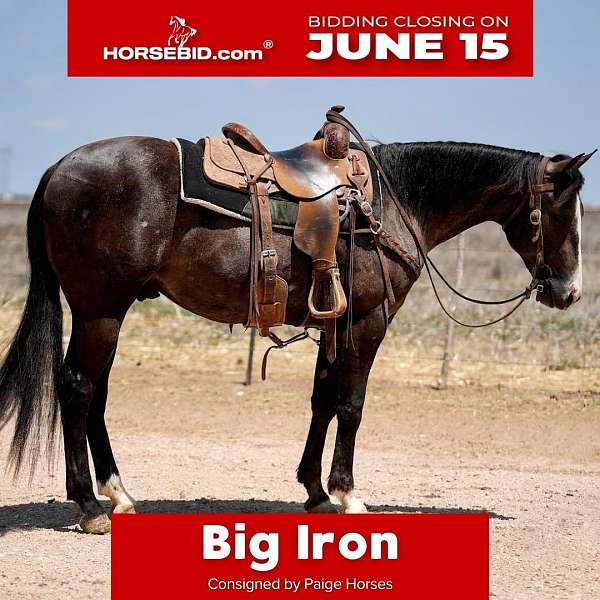 athletic-quarter-horse