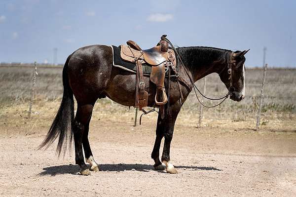 calf-roping-quarter-horse