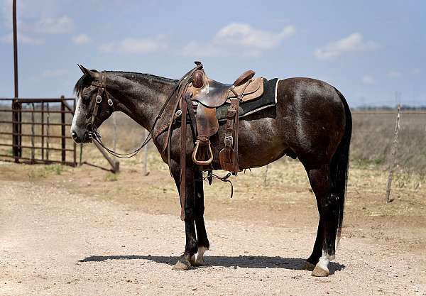flashy-quarter-horse
