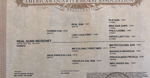 performance-quarter-horse