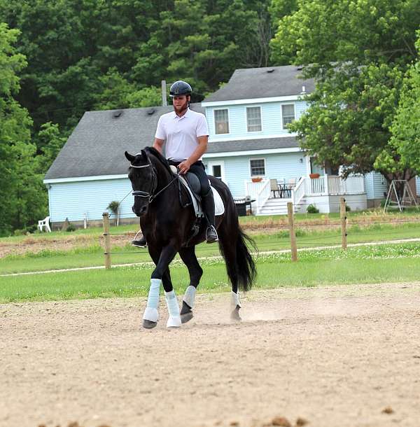 cross-friesian-horse