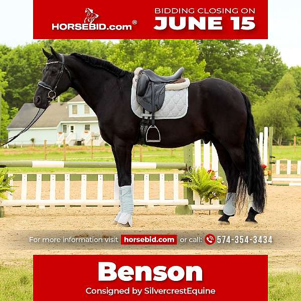 all-around-friesian-horse