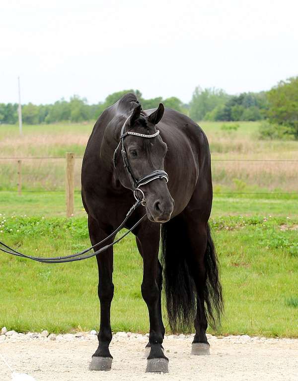 dressage-friesian-horse