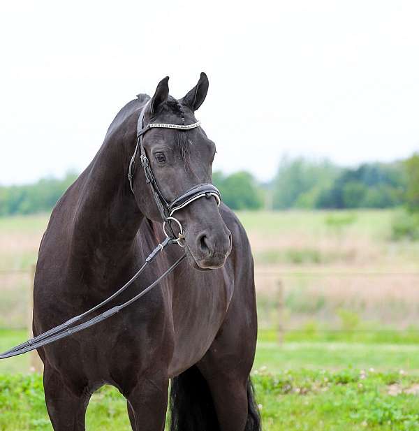 flashy-friesian-horse