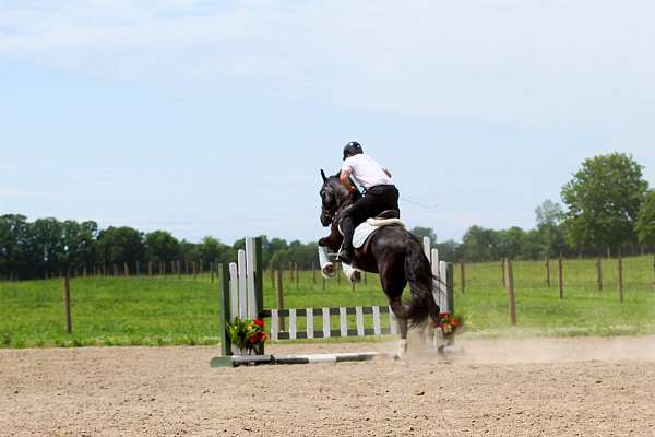 performance-friesian-horse