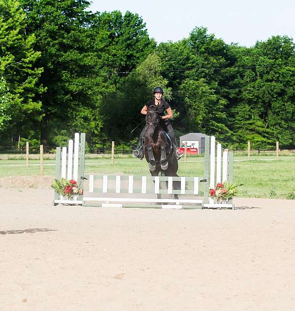 husband-safe-friesian-horse