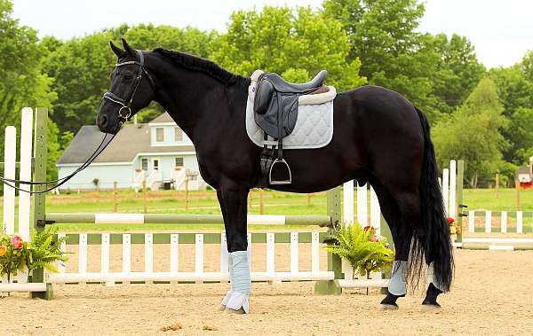 jumping-friesian-horse