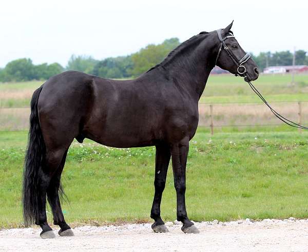 ridden-english-friesian-horse
