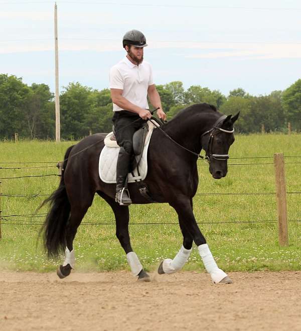 ridden-western-friesian-horse