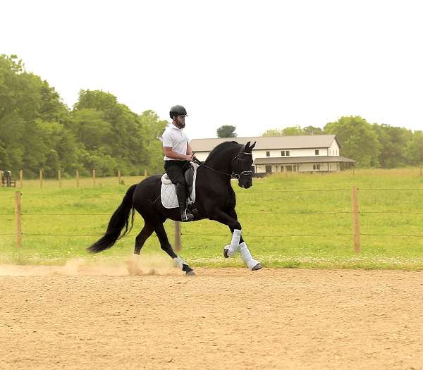 show-friesian-horse