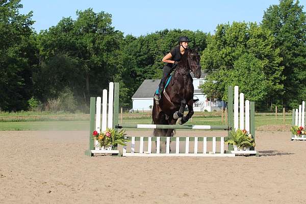 sport-friesian-horse