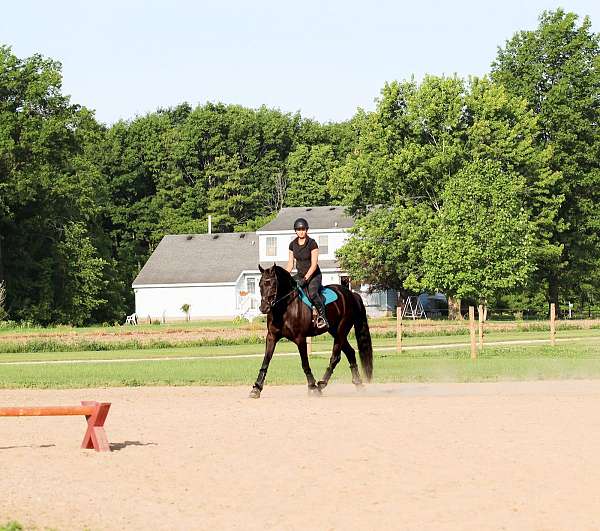 sporthorse-friesian-horse