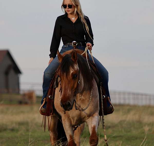 beginner-quarter-horse