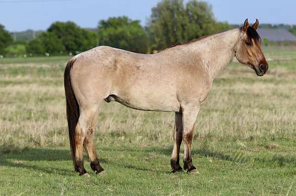 athletic-quarter-horse