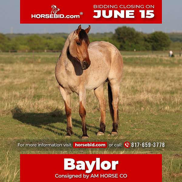 all-around-quarter-horse