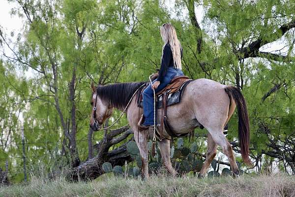 ranch-quarter-horse