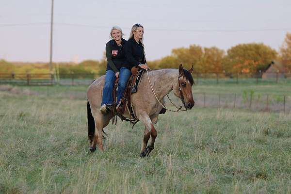 show-quarter-horse