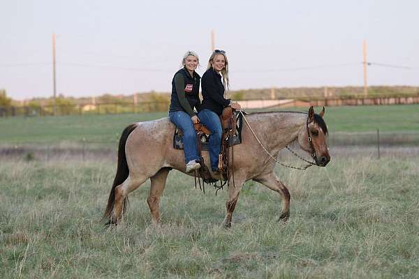 trail-quarter-horse