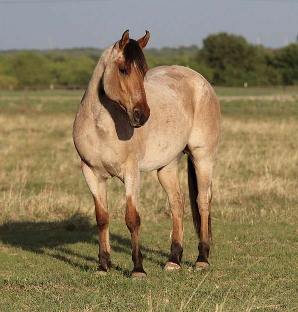 trail-riding-quarter-horse